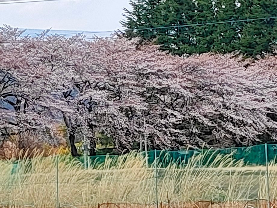 Sanehara Sakura Street-北斗市必去景点