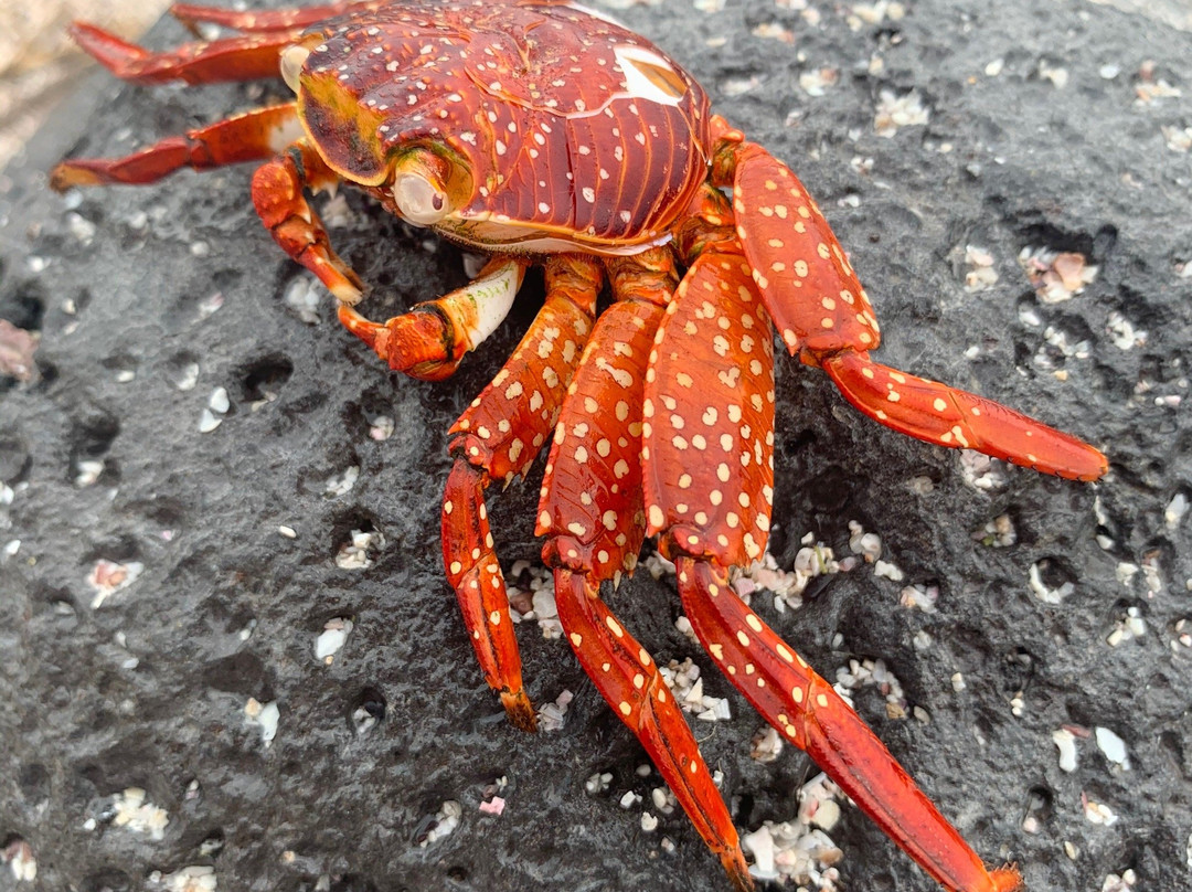 Isla Lobos-圣克里斯托瓦尔必去景点