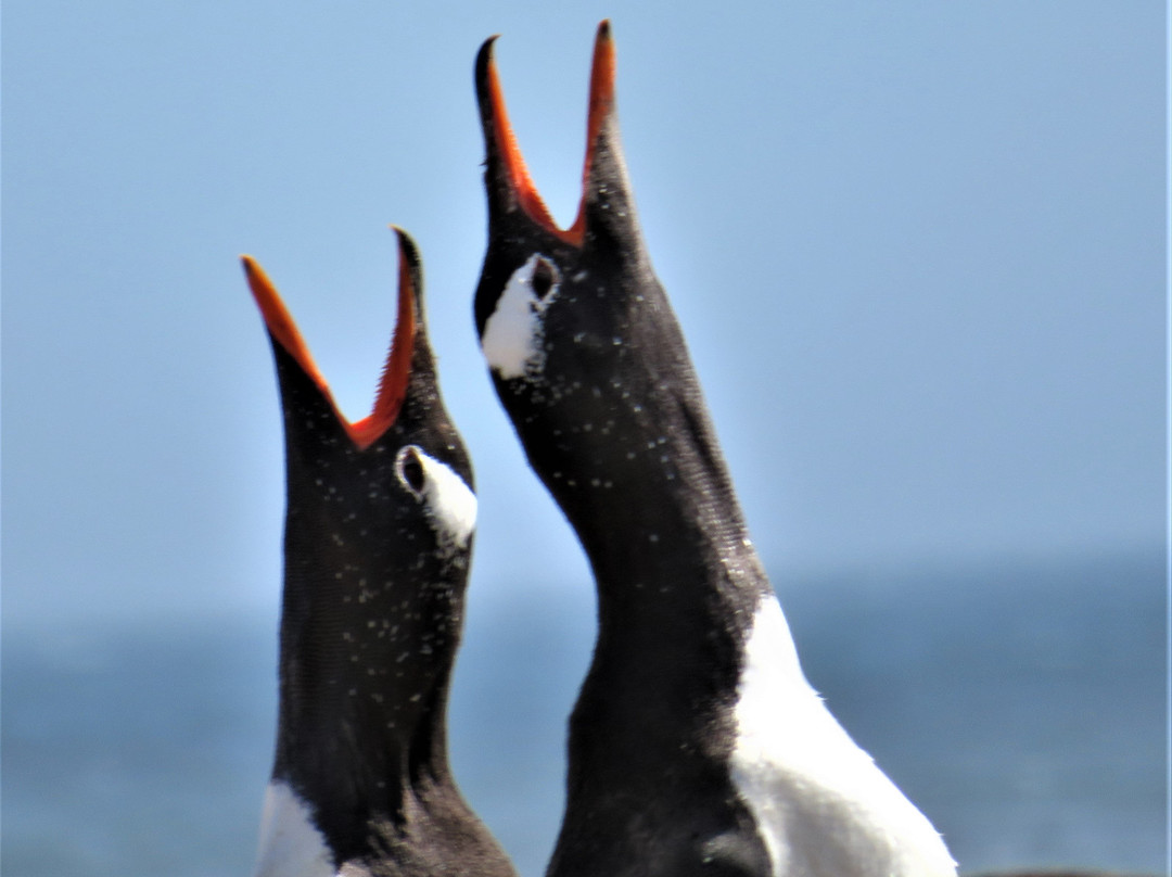Saunders Island景点图片