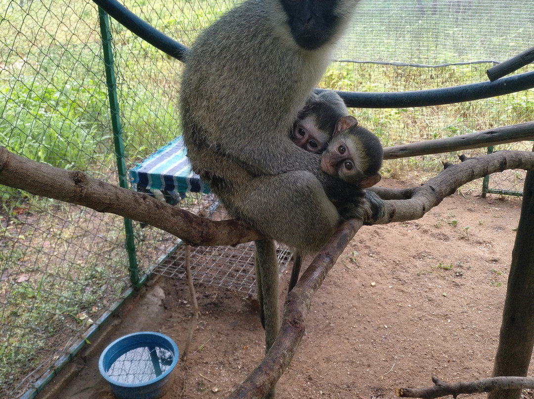 Vervet Monkey Foundation-参宁必去景点