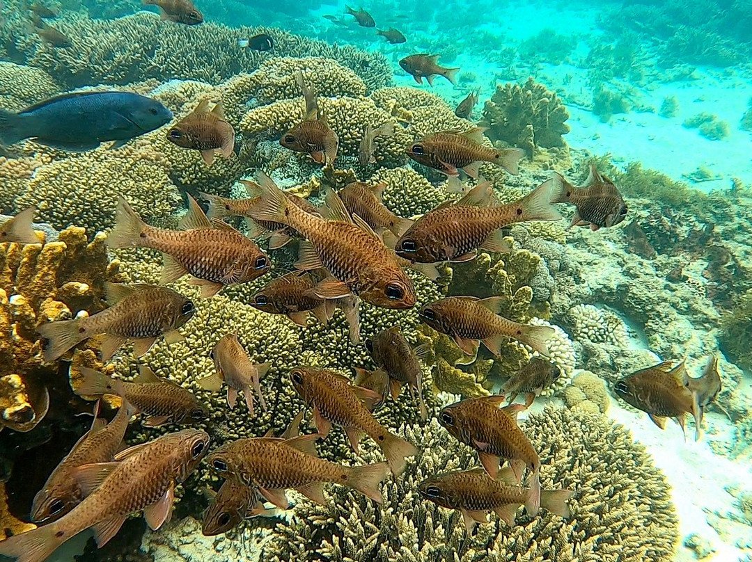 Lagoon Beach-豪勋爵群岛必去景点