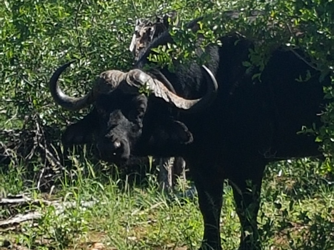 Leopard Rock Bush Lodge主图