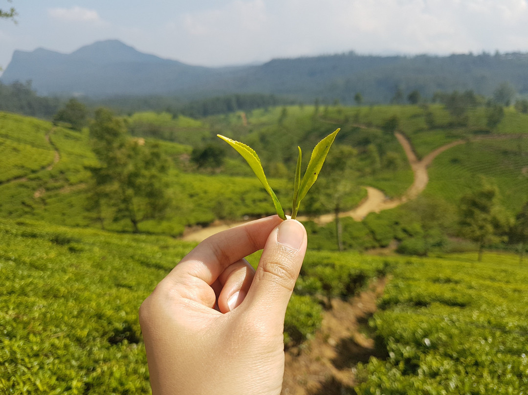 Dee Lanka Tours景点图片