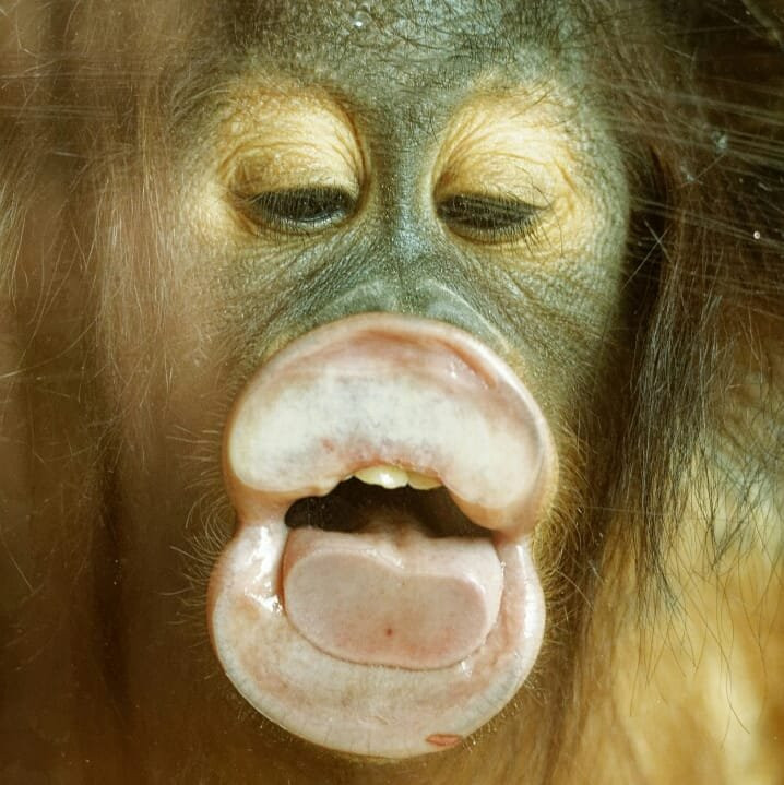 Twycross Zoo-Atherstone必去景点