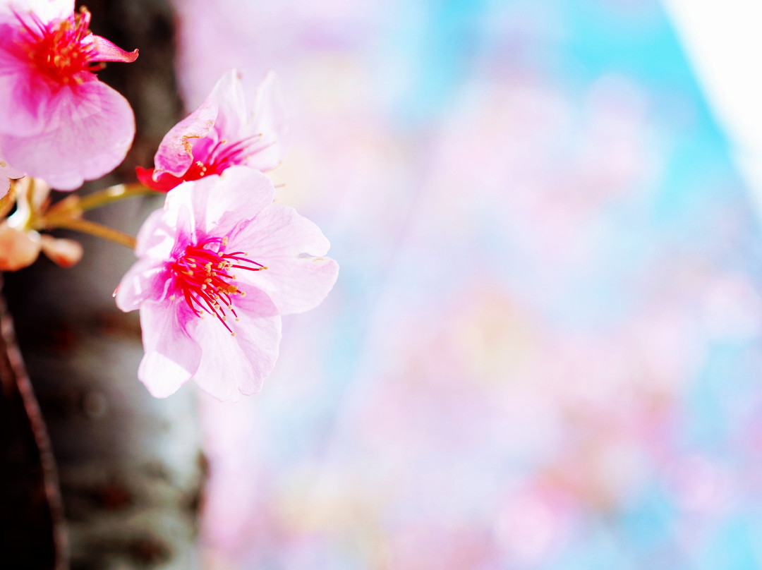 Kyunaka River-墨田区必去景点