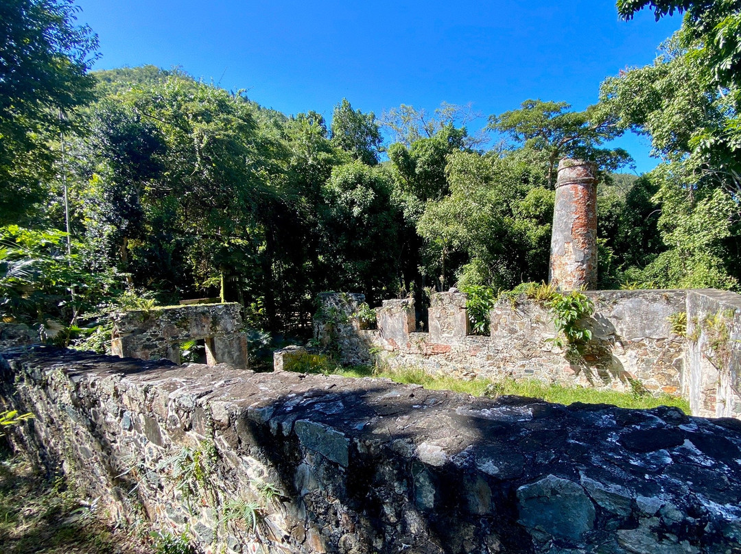 Cinnamon Bay Nature Trail-维尔京群岛国家公园必去景点