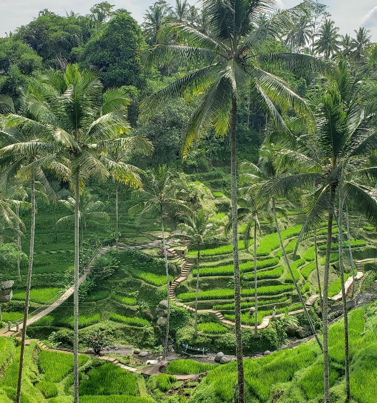 Terrace River Pool Swing-乌布必去景点