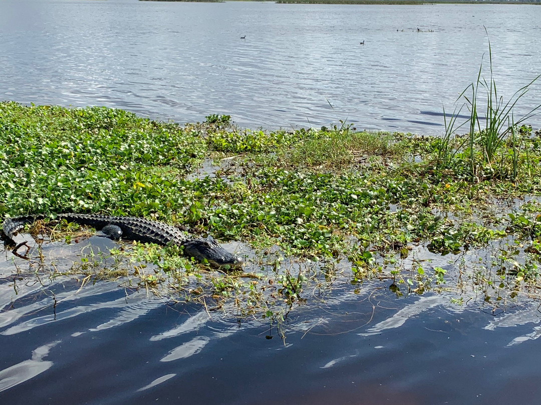 Gator Bait Airboat Adventures景点图片