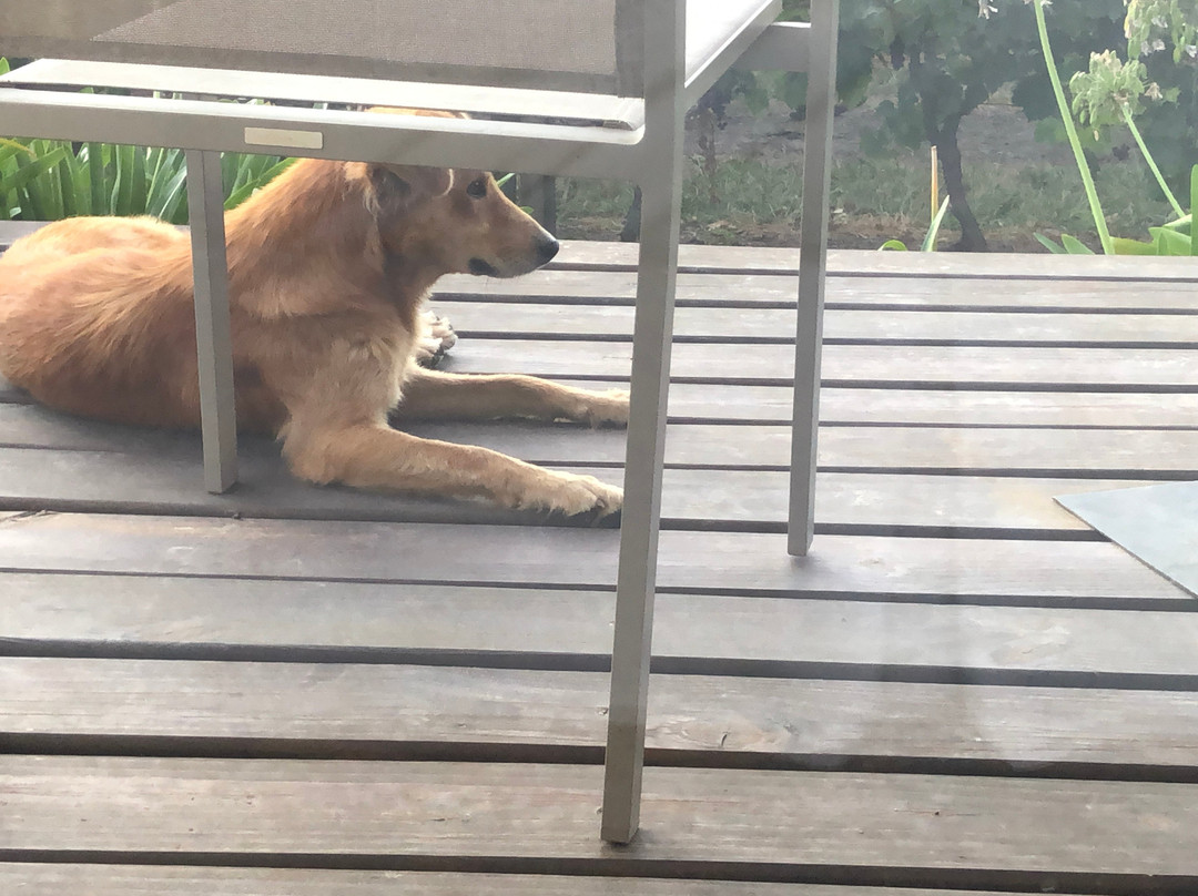 Pizzorno Lodge & Wine主图