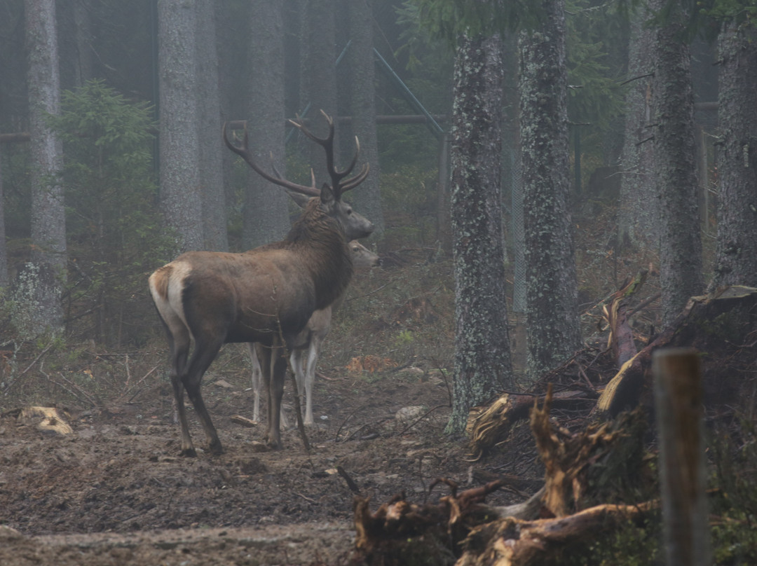 Šumava National Park-波西米亚必去景点