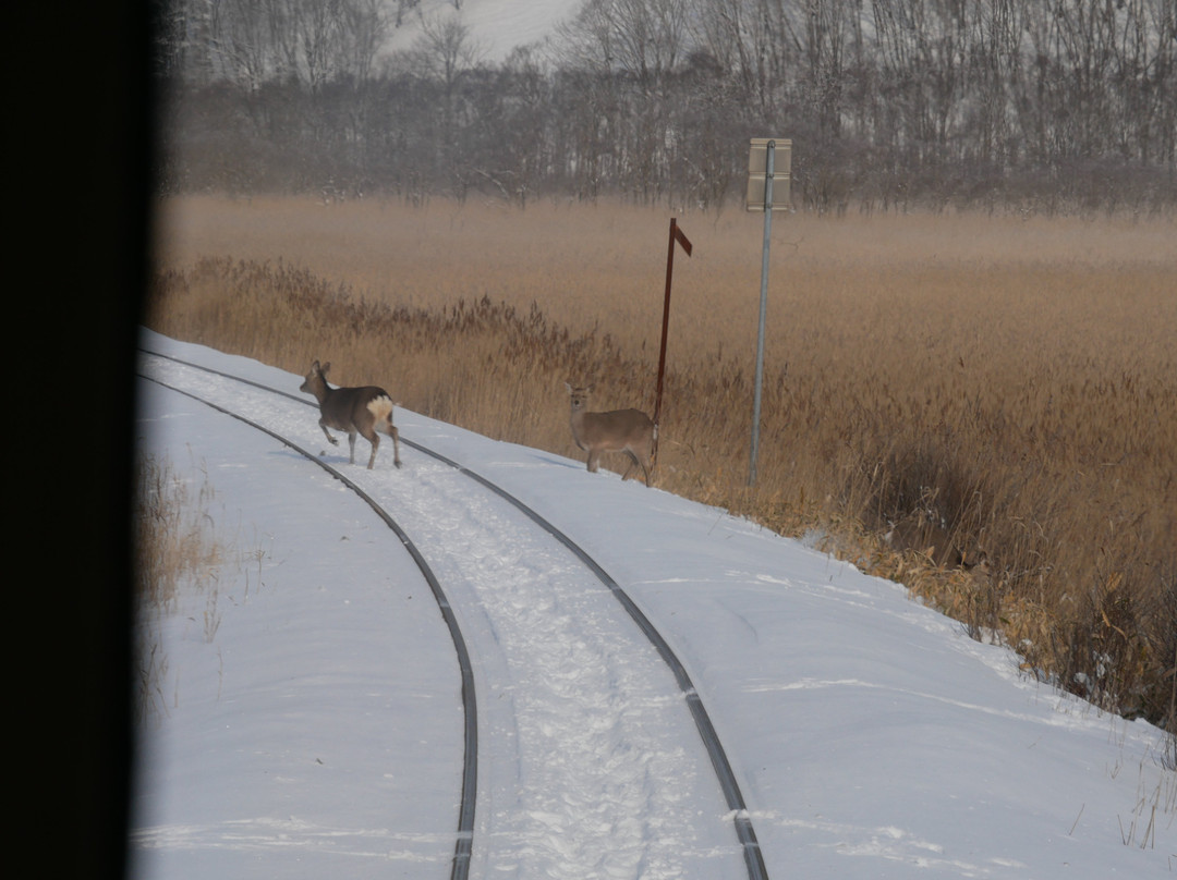 Kushiro Shitsugen Station-钏路町必去景点