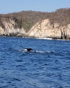 Pilo Vazquez - Huatulco Tour Guide景点图片