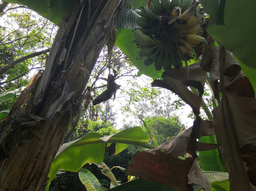 普吉岛班攀瓦度假村主图