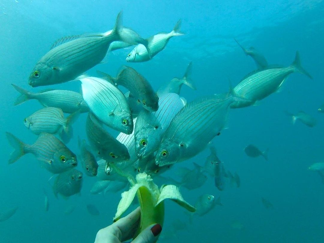 Delphinus Diving School-莫干港必去景点