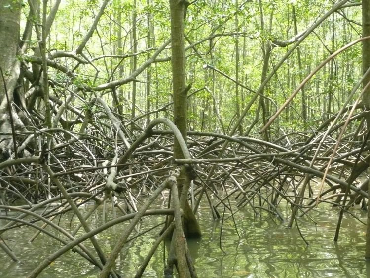 Mangrove Boat Tour景点图片