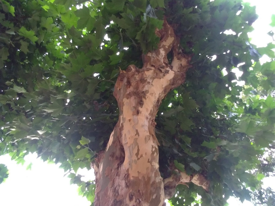 Arambare Beach-Arambare必去景点