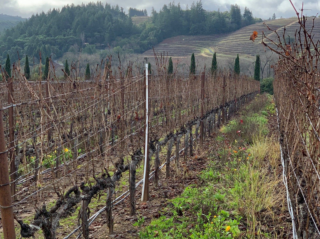 Ferrari-Carano Winery景点图片