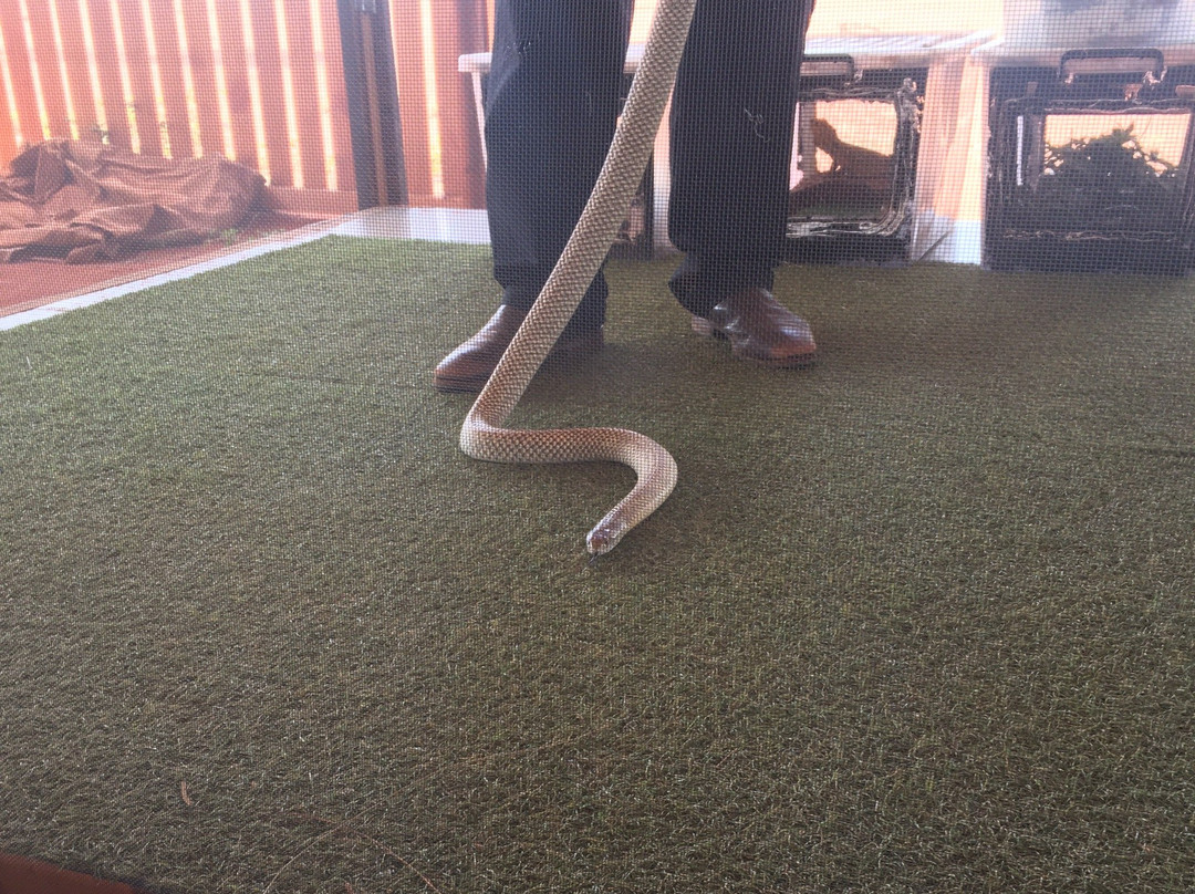 Red Desert Reptiles景点图片