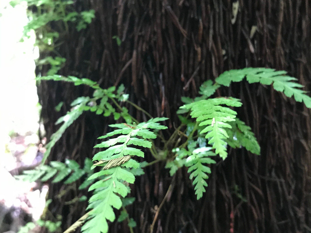 Bunyip State Park-Gembrook必去景点