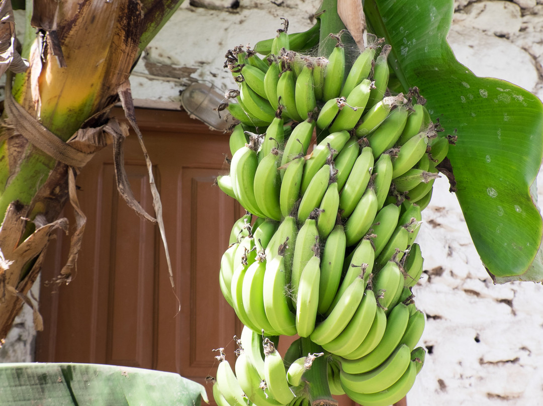 Rue Banana-大贝里拉历史中心旧城必去景点