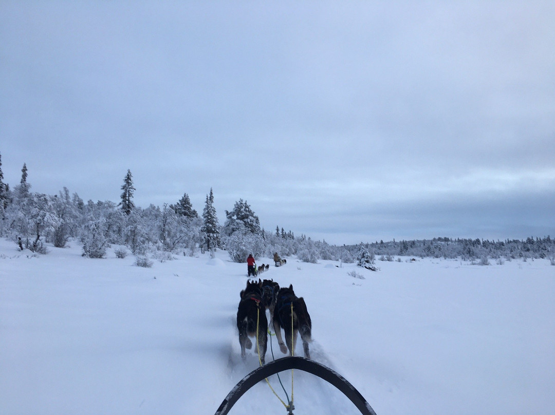 Geilo Husky Day Tours景点图片