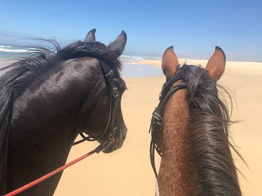 Papiesfontein Beach Horse Trails-杰佛瑞湾必去景点