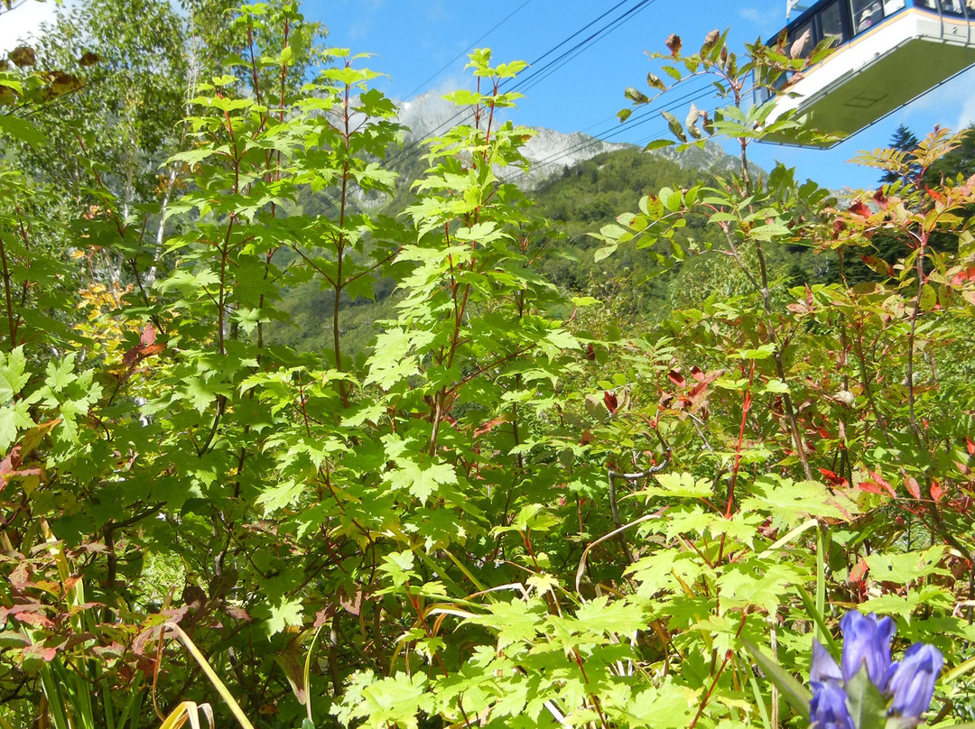 Kurobedaira Park-立山町必去景点