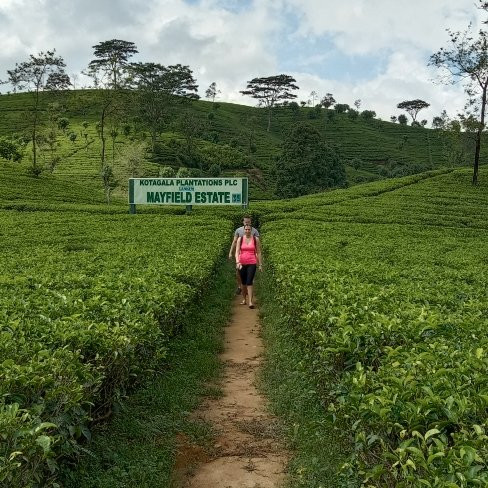 Deshan's Tour of Sri Lanka-Nawalapitiya必去景点