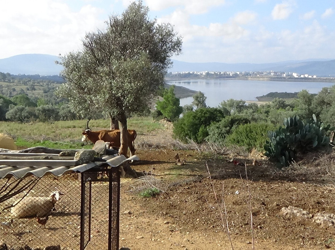 Mumcular Dam-蒙朱拉尔必去景点