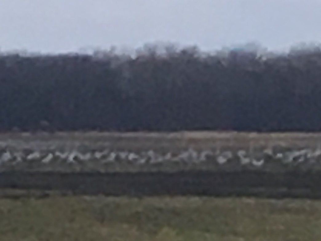 Jasper-Pulaski Fish and Wildlife Area-Medaryville必去景点