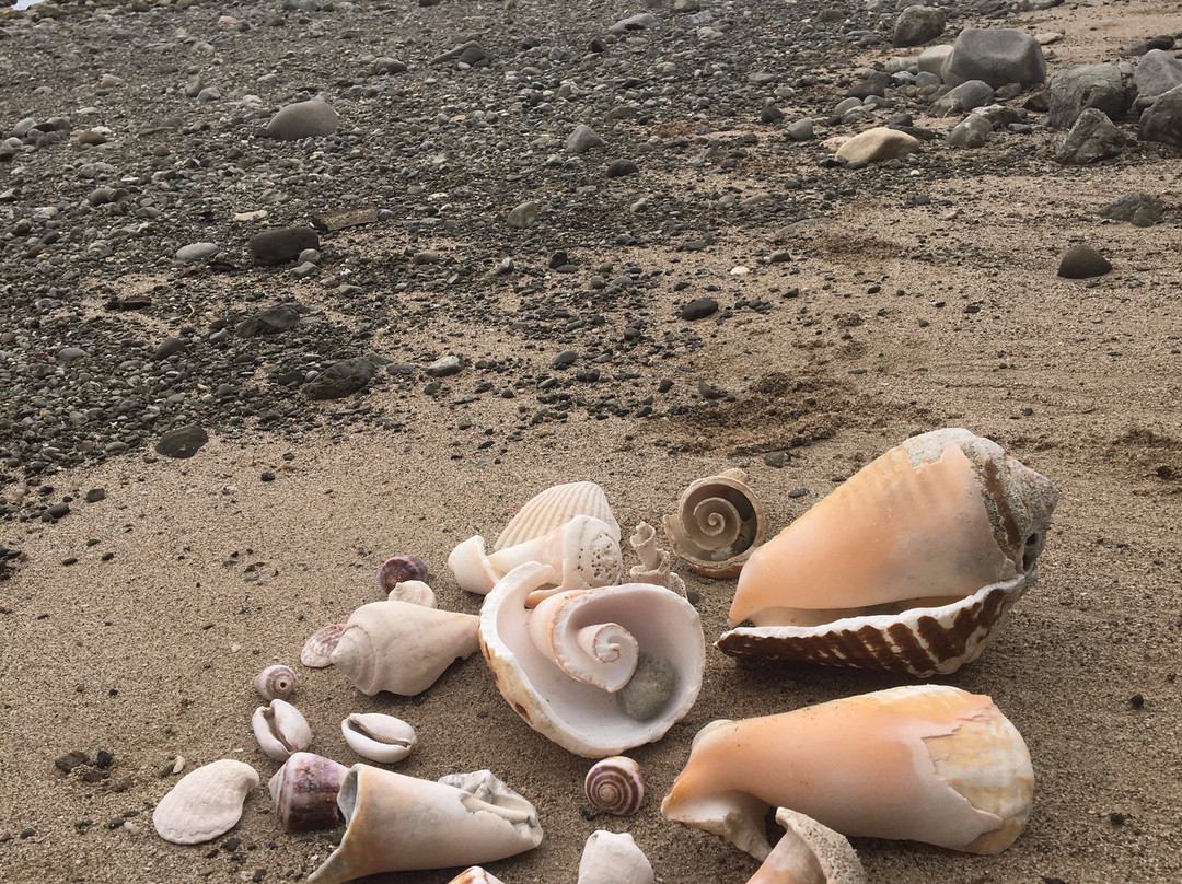 Howler Monkey Hotel主图