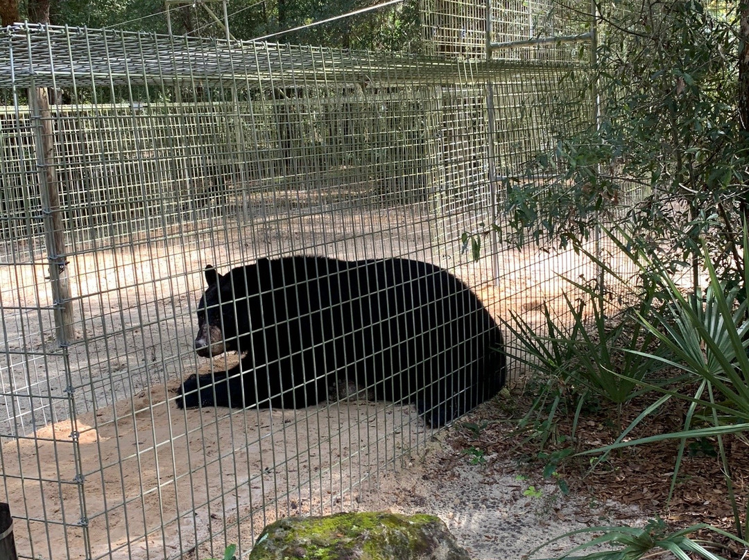 Forest Animal Rescue-Silver Springs必去景点