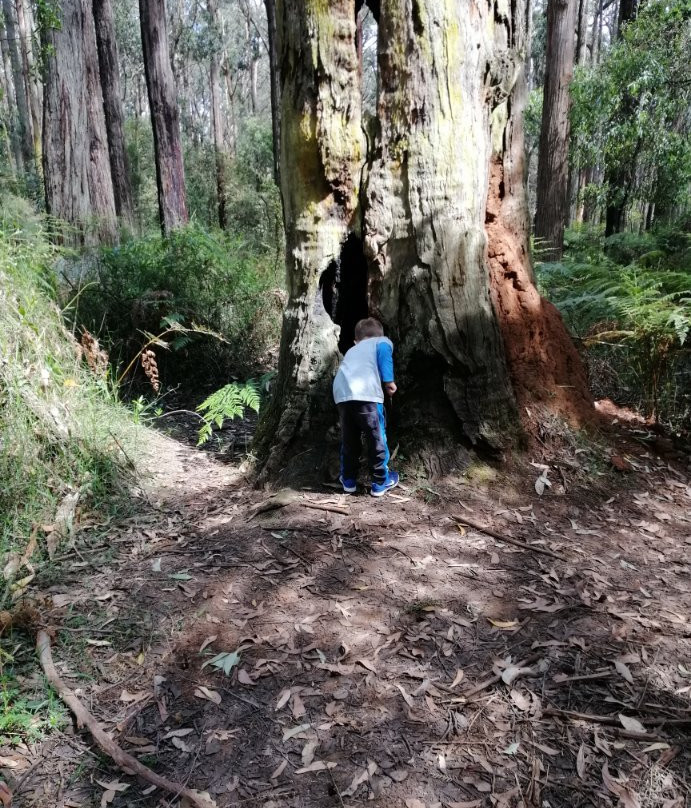 Toolangi Sculpture Trail景点图片