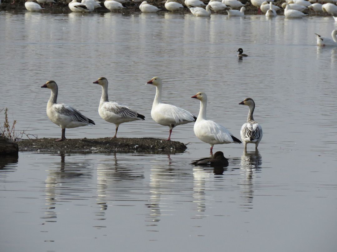 Colusa National Wildlife Refuge-Colusa必去景点