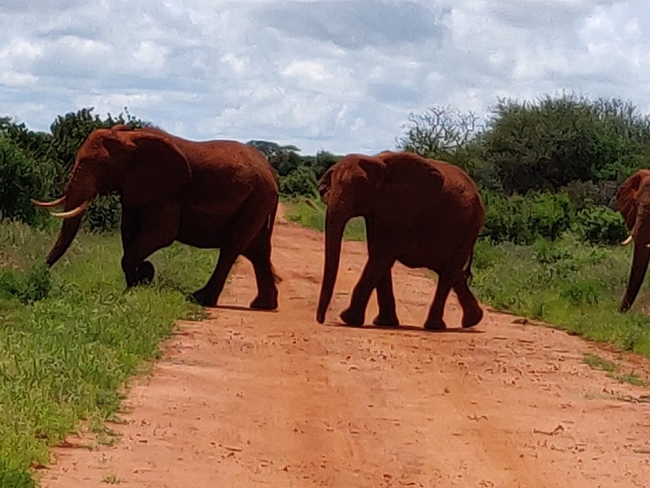 Elky Tours & Travel Kenya-迪亚尼必去景点
