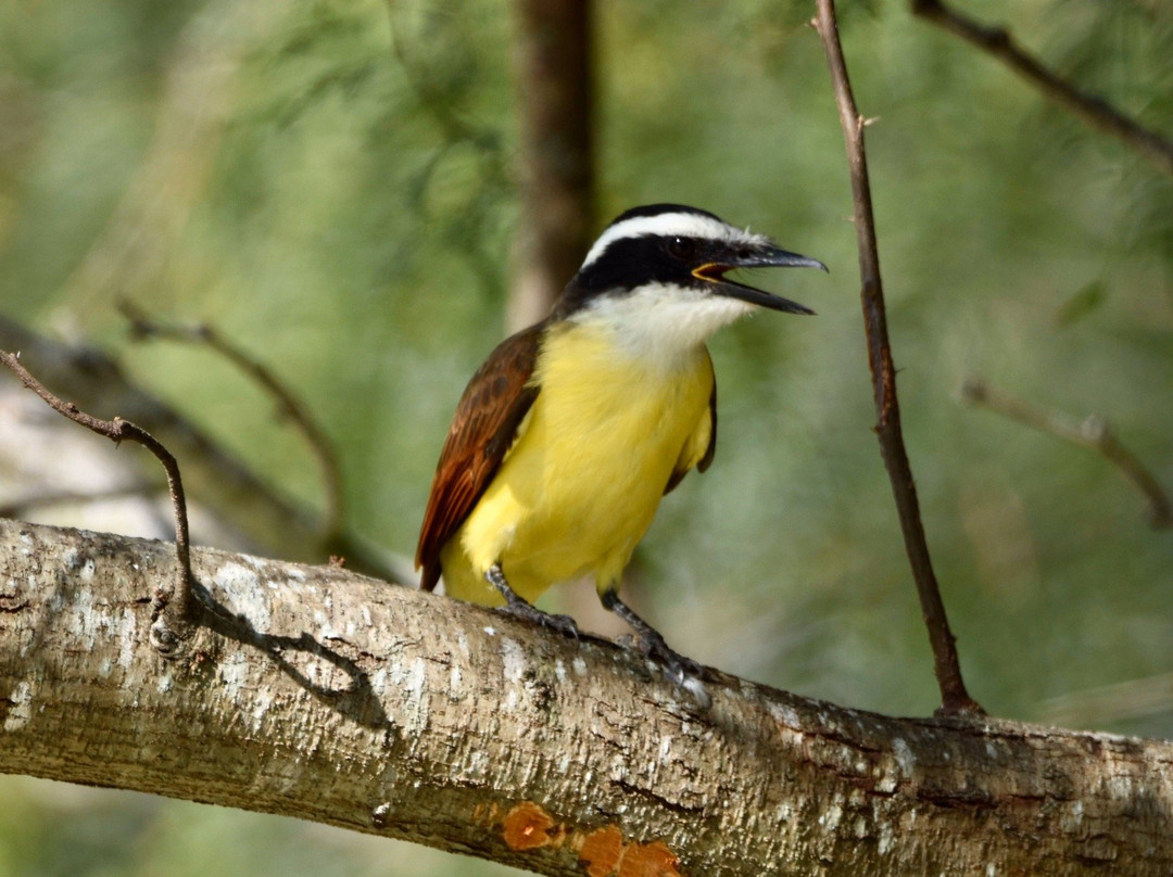 Hugh Ramsey Nature Park-Harlingen必去景点