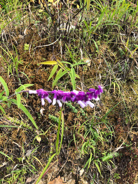 Binsar Forest Retreat-浴室