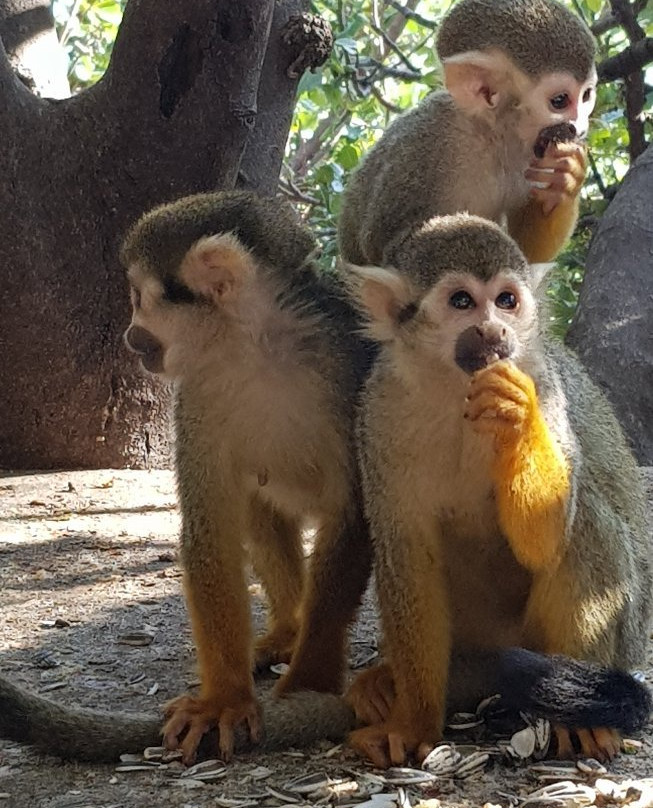 Monkey Park-Modiin必去景点
