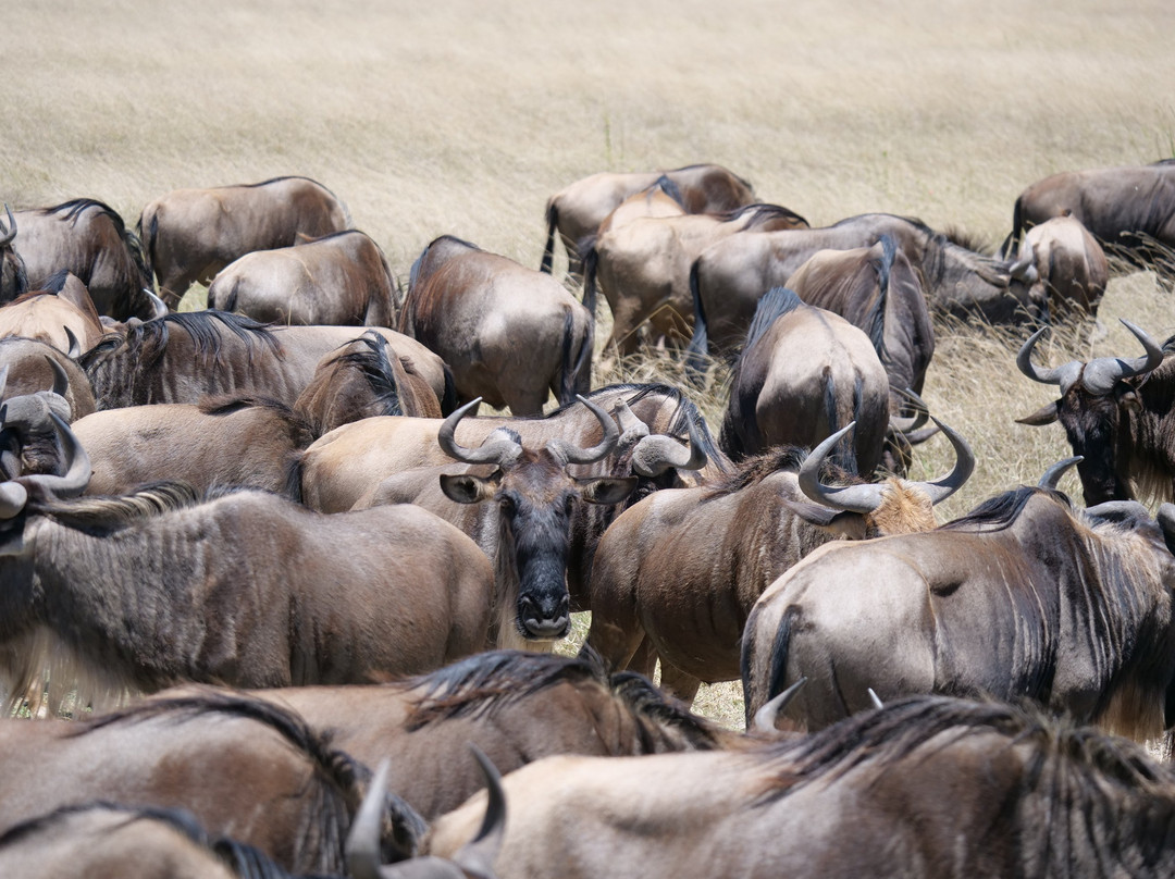 Caracal Tours & Safaris景点图片