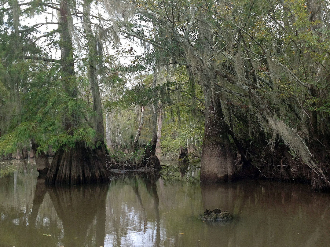 Dr. Wagner's Honey Island Swamp Tours-斯莱德尔必去景点