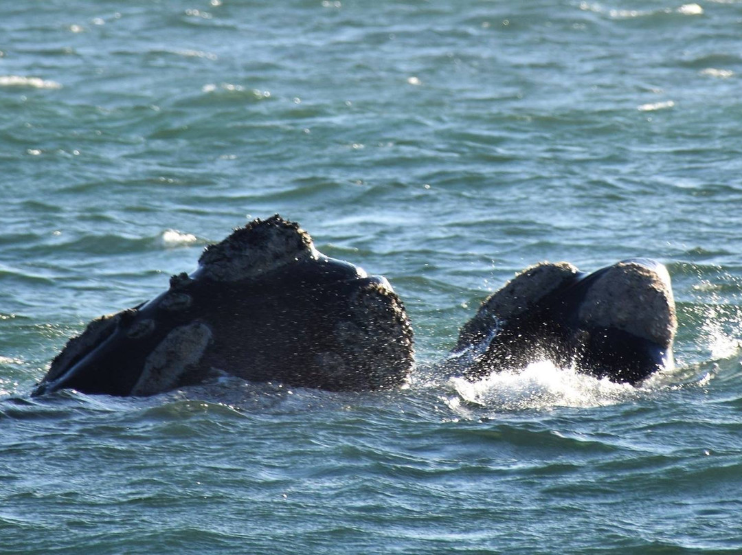 Cape Whale Coast-赫曼努斯必去景点