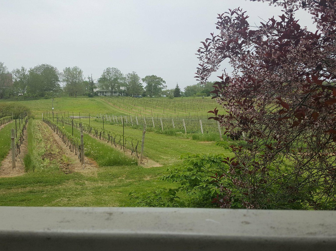 Featherstone Estate Winery景点图片
