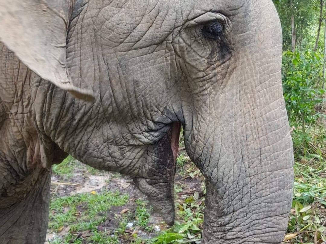 Cambodia Wildlife Sanctuary景点图片
