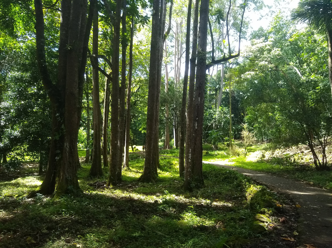 Ke'anae Arboretum景点图片