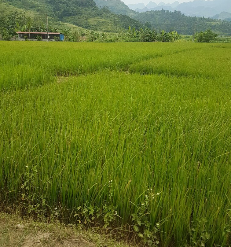 Ba Be Lake View Homestay主图