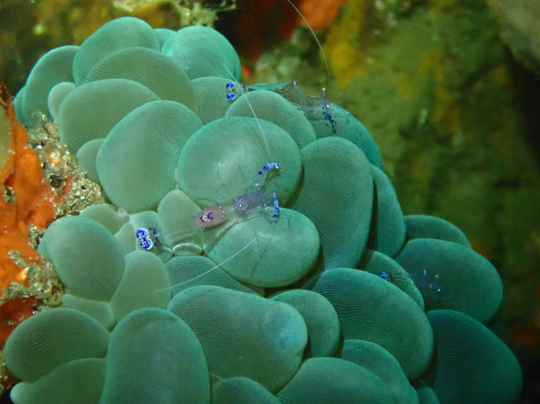Dive Alor Dive景点图片