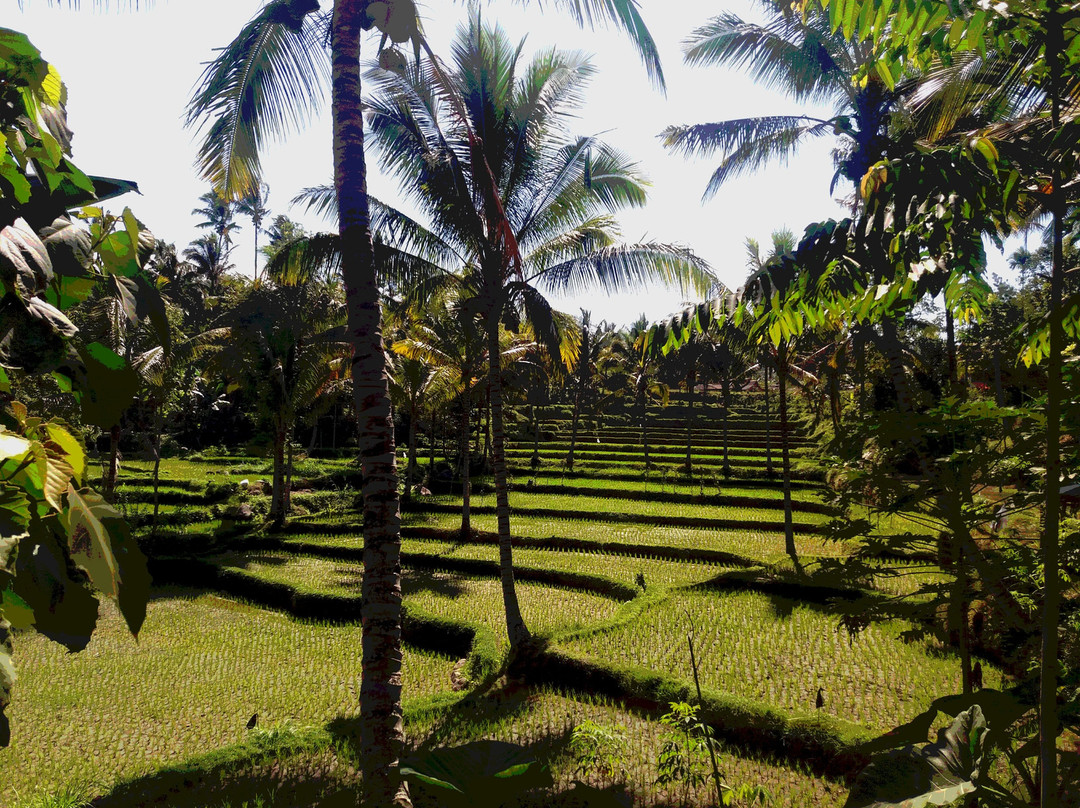 Bunga Homestay主图