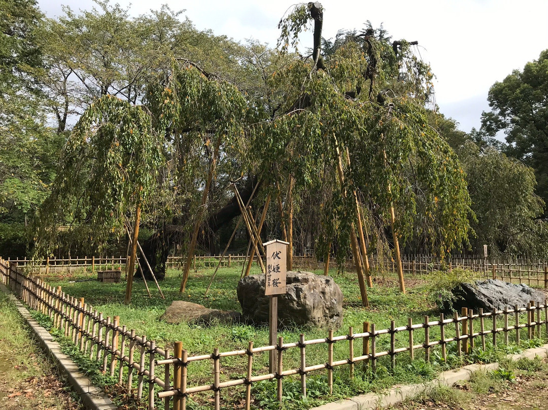 Mamasan Guhoji Temple-市川市必去景点