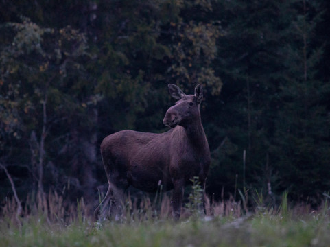 Helsinki Wildlife Photography-赫尔辛基必去景点