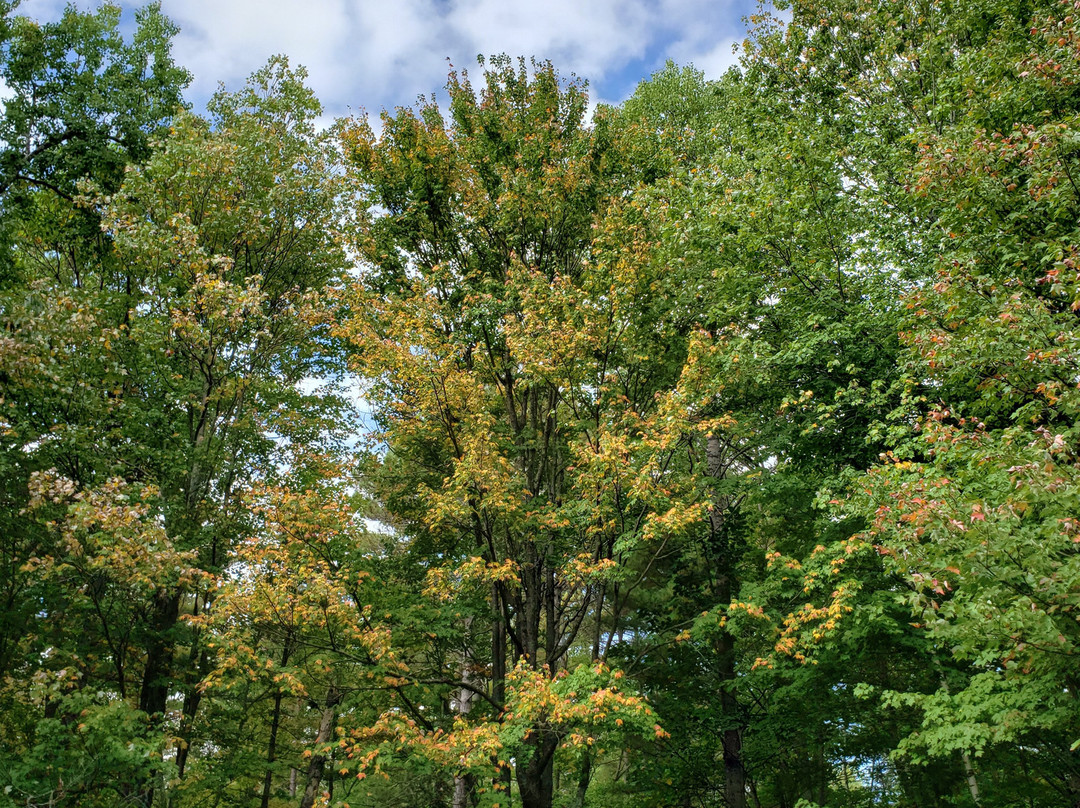 The Lodge Manitowish Waters主图
